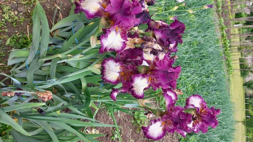 inbound6091437317813803916 - IRIȘI 2024