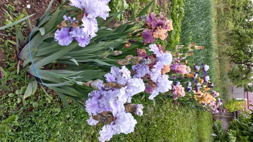 inbound5435998882556175590 - IRIȘI 2024