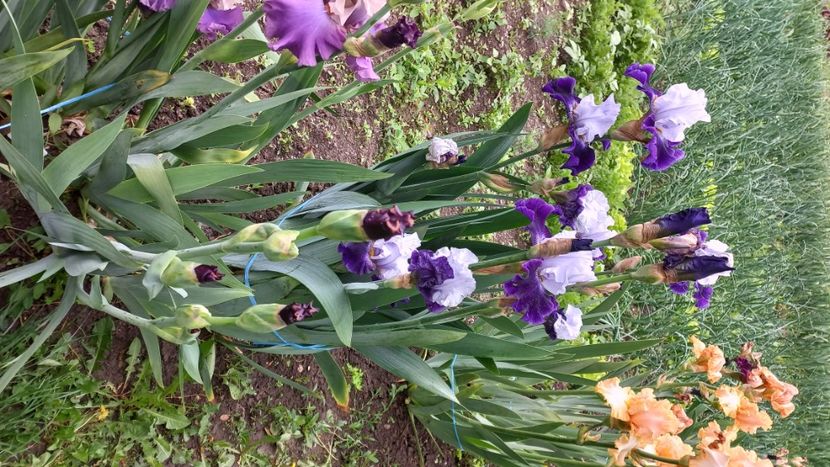 inbound7621065288899191573 - IRIȘI 2024