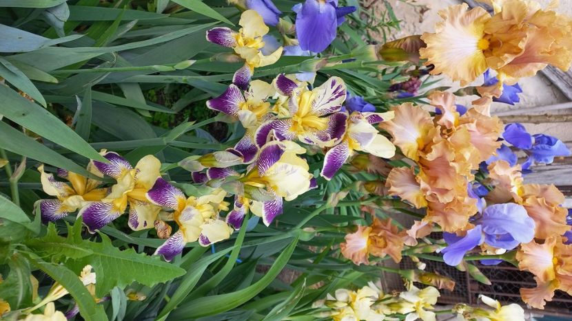 inbound2592935286809107910 - IRIȘI 2024