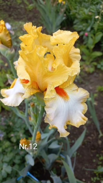 inbound7891867954722031840 - IRIȘI 2024