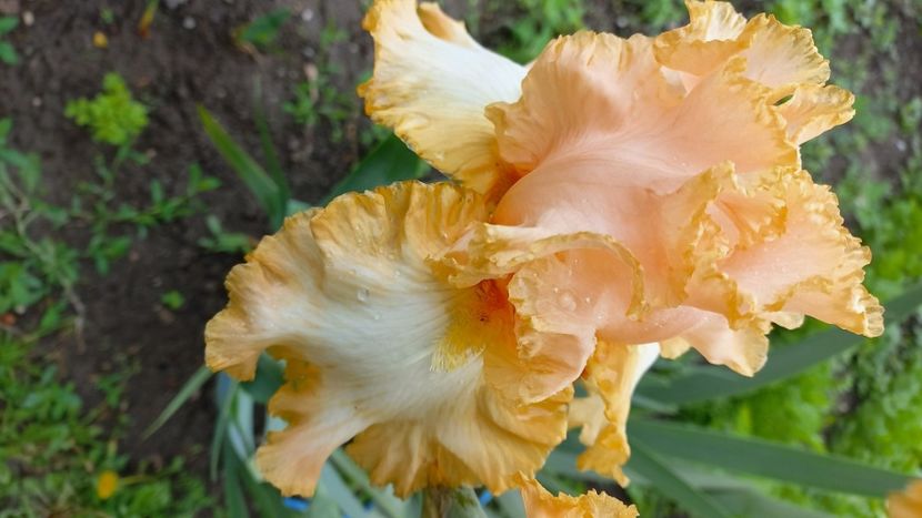 inbound7042974356719468736 - IRIȘI 2024