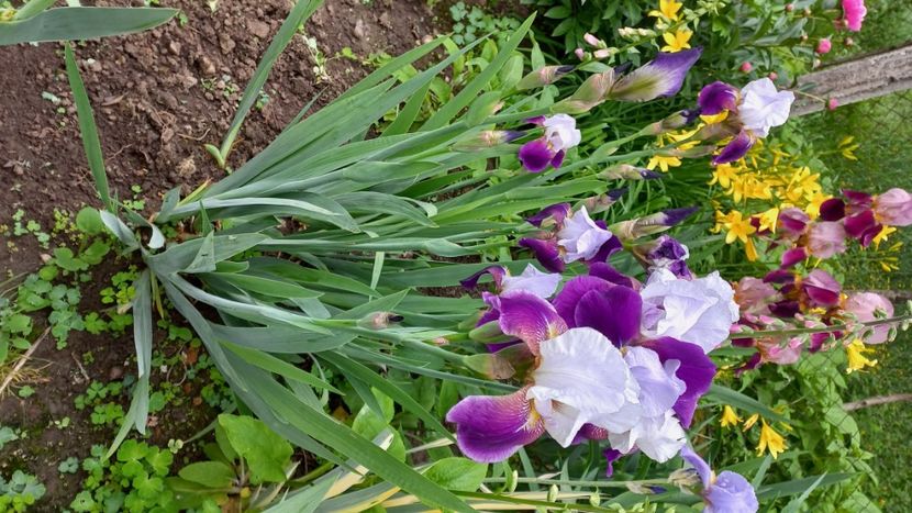 inbound4319847746934876893 - IRIȘI 2024