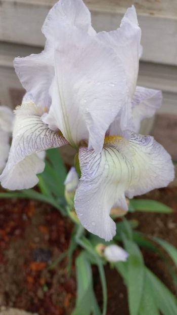 inbound1737669852315566636 - IRIȘI 2024