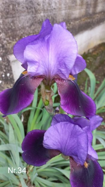 inbound1489526623621832436 - IRIȘI 2024