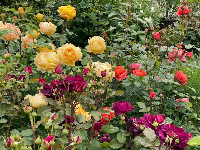  - 001 Trandafiri 2024