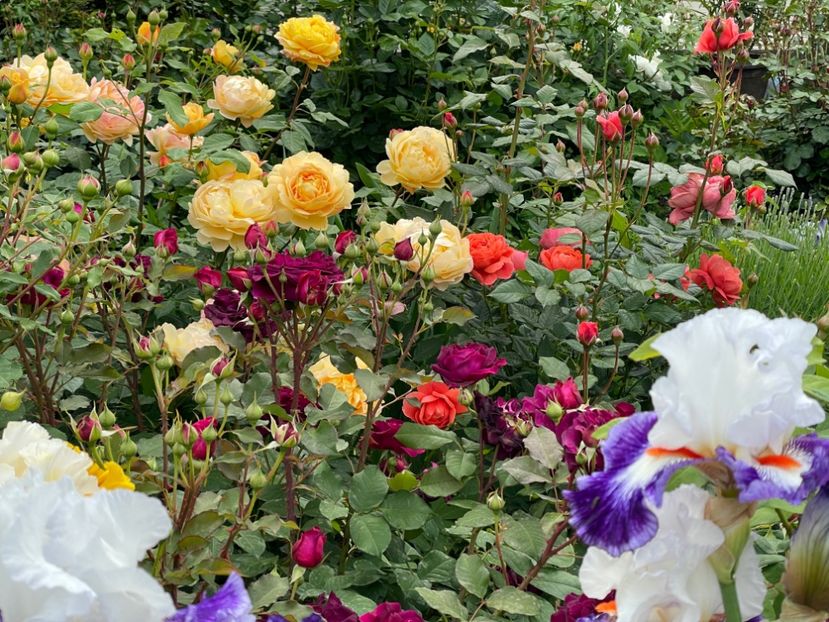  - 001 Trandafiri 2024