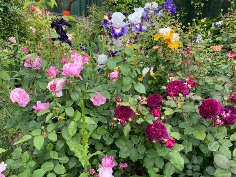  - 001 Trandafiri 2024