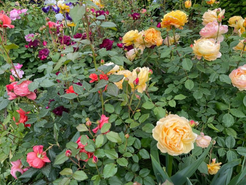  - 001 Trandafiri 2024