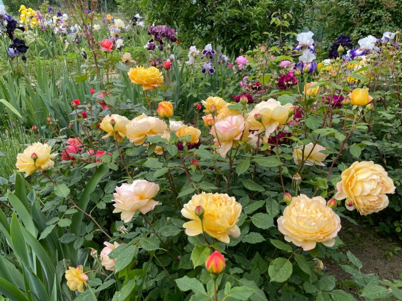  - 001 Trandafiri 2024