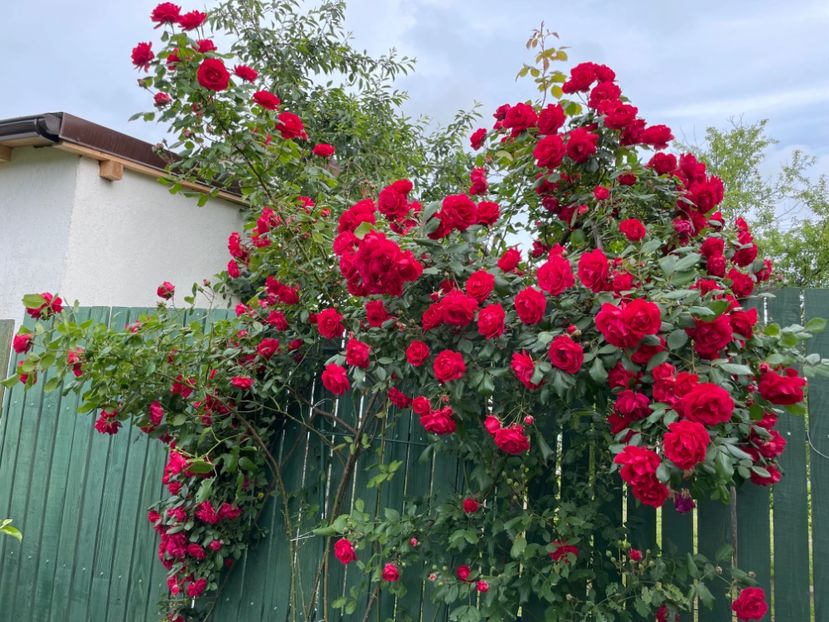  - 001 Trandafiri 2024