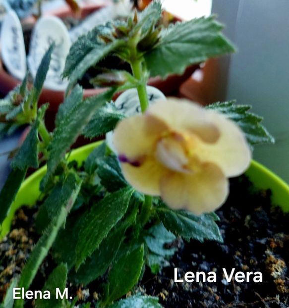 442415288_2774975452658061_6968957667429842350_n (1) - 2024- Achimenes