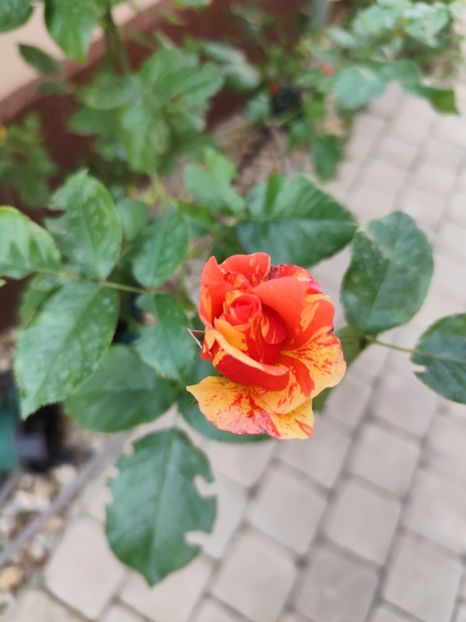  - Sorbet Fruite