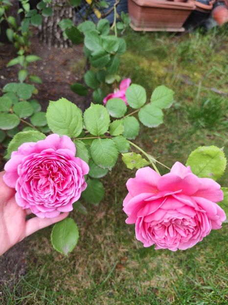  - Princess Alexandra of Kent