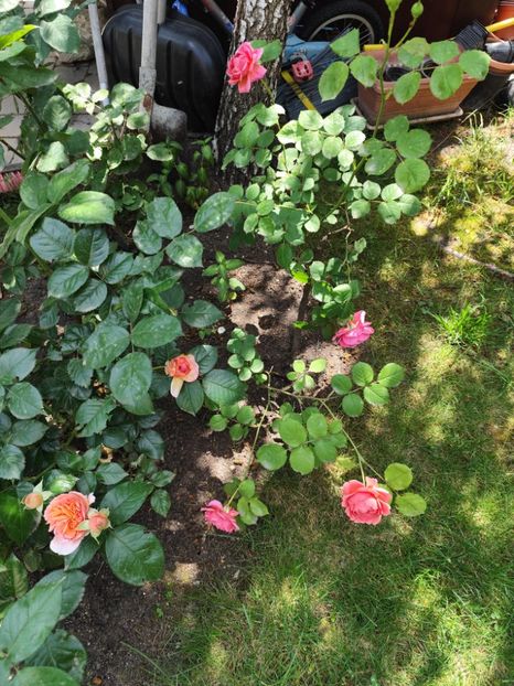  - Princess Alexandra of Kent