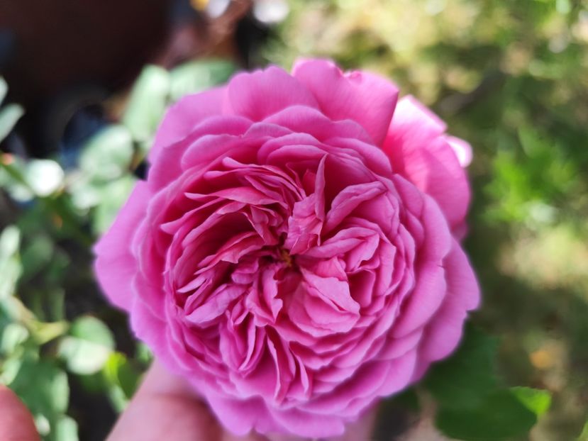  - Princess Alexandra of Kent