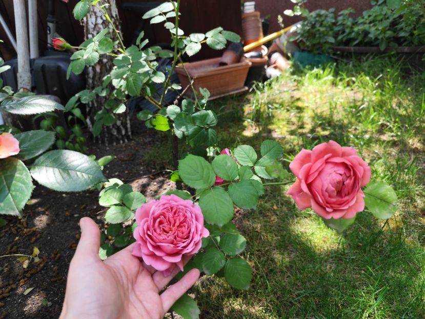  - Princess Alexandra of Kent