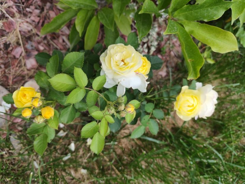  - Golden border