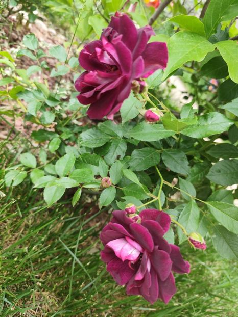  - Burgundy Iceberg