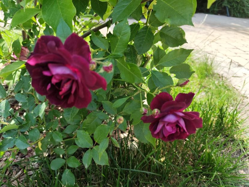  - Burgundy Iceberg