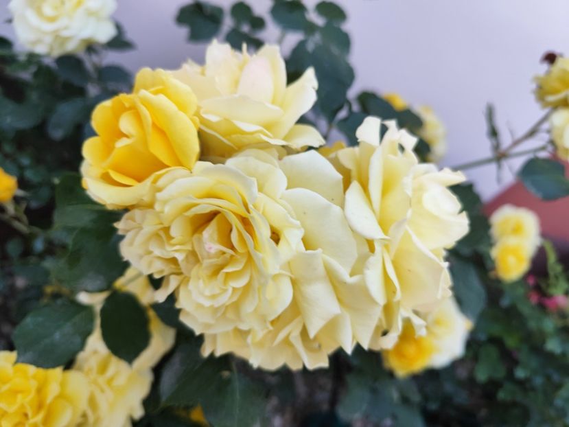  - Rimosa urcator