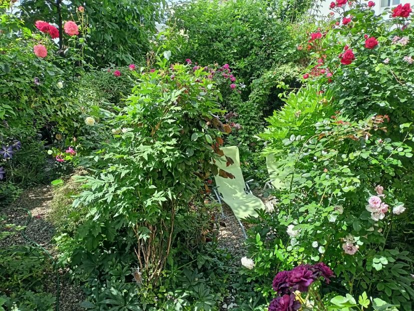 18.05.2024 - Grădina 2024 continuare 2