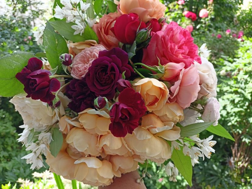  - Grădina 2024 continuare 2