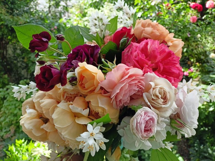  - Grădina 2024 continuare 2