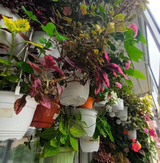 Asa arata acum... - Grădinița din balcon