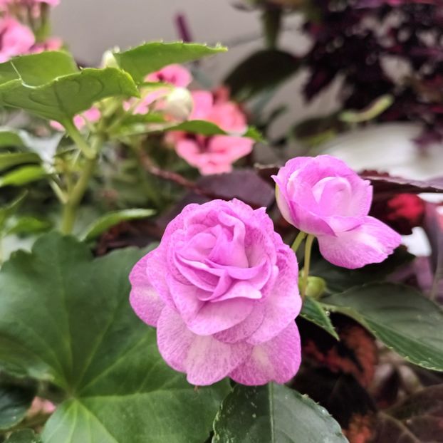  - Grădinița din balcon