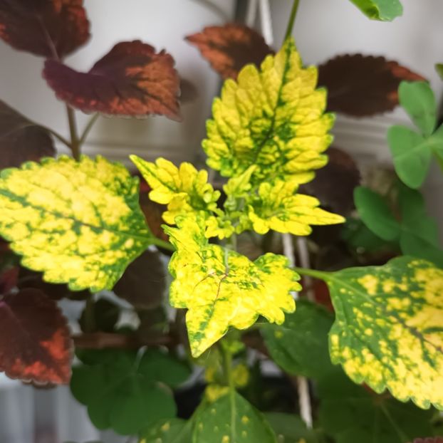  - Grădinița din balcon