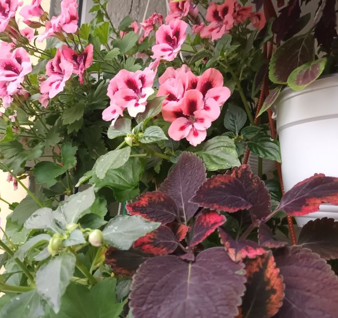  - Grădinița din balcon