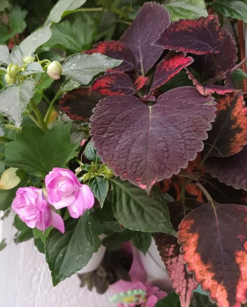  - Grădinița din balcon