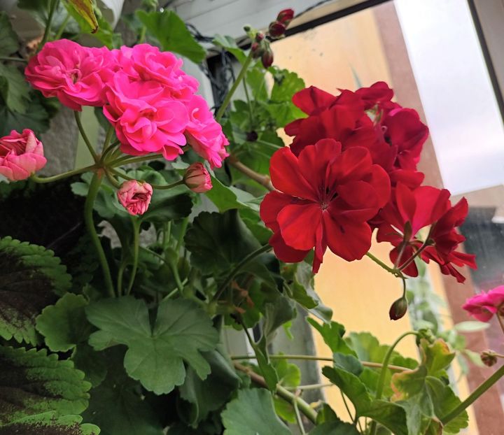  - Grădinița din balcon