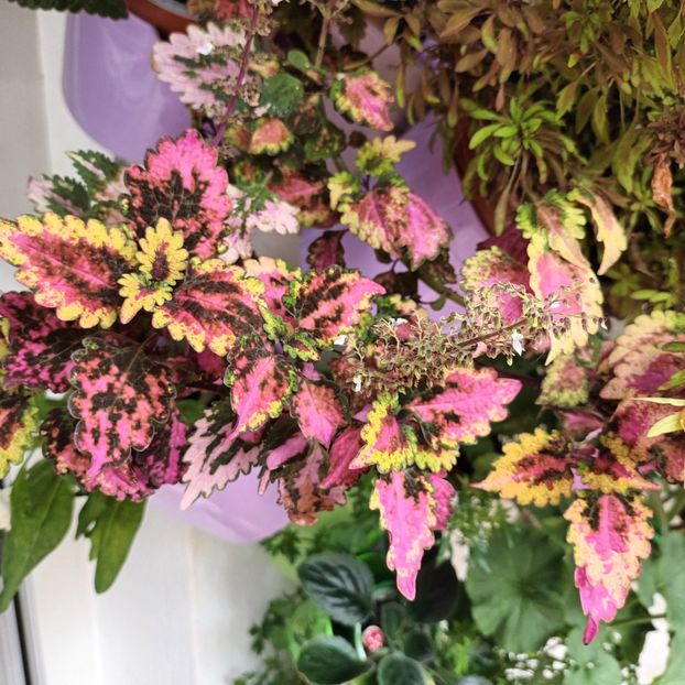  - Grădinița din balcon