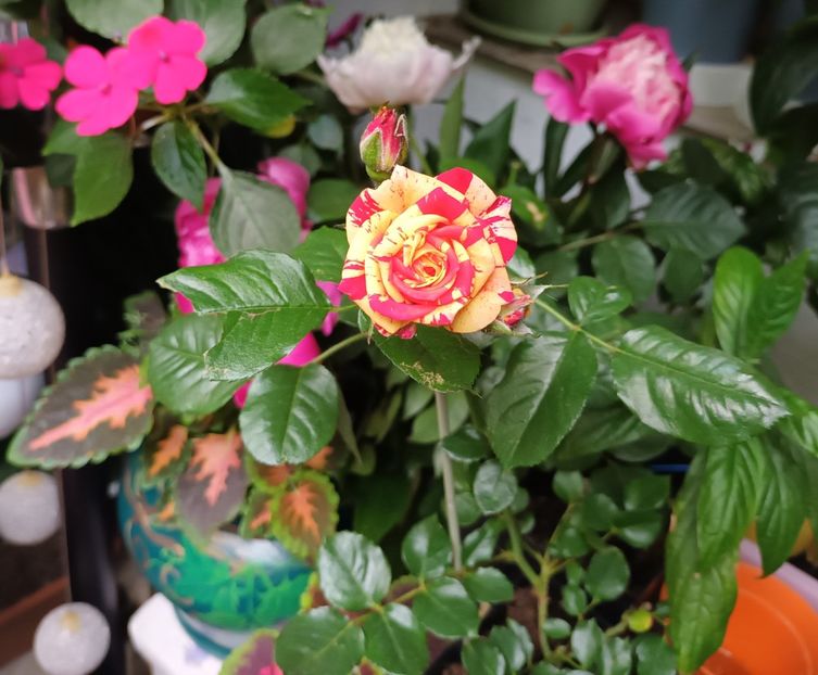 Un cadou deosebit... - Grădinița din balcon