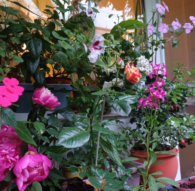  - Grădinița din balcon