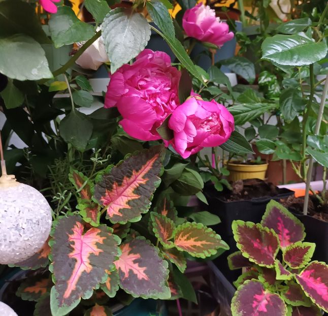 Coleusi si un buchet de bujori. - Grădinița din balcon