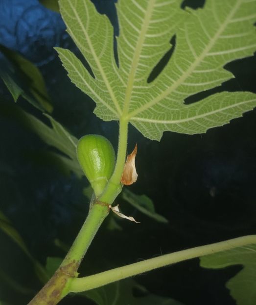 Da, am doua smochine! Tot in balcon. ;) - Grădinița din balcon