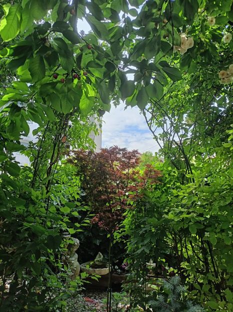  - Grădina 2024 continuare 2