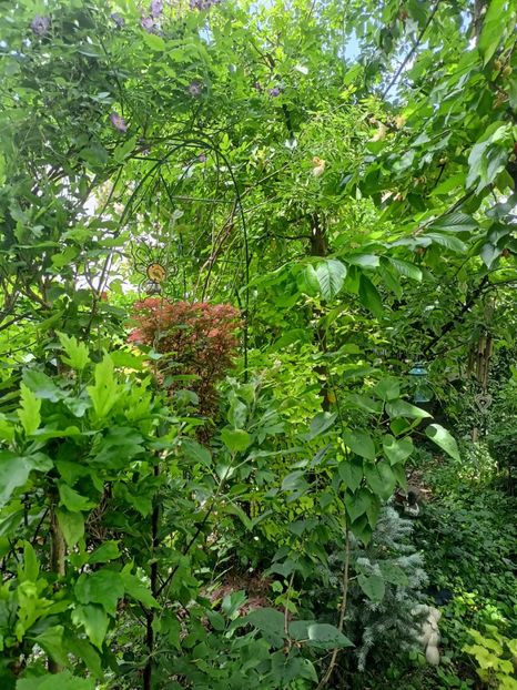  - Grădina 2024 continuare 2