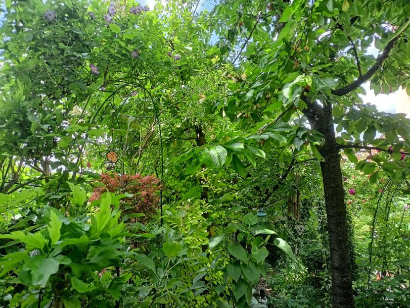  - Grădina 2024 continuare 2