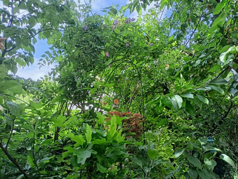  - Grădina 2024 continuare 2