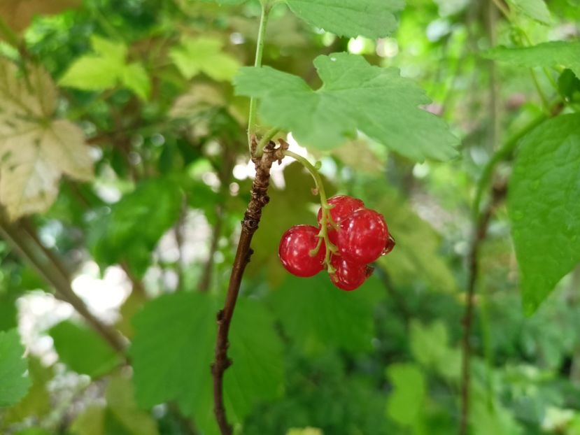  - Grădina 2024 continuare 2