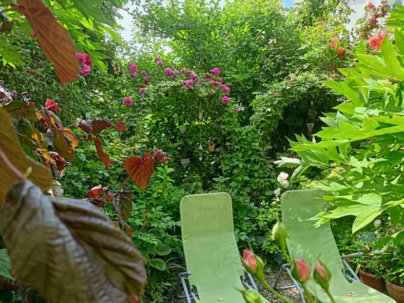  - Grădina 2024 continuare 2