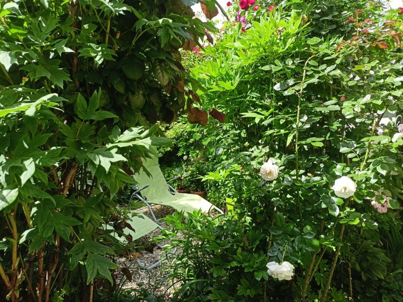  - Grădina 2024 continuare 2