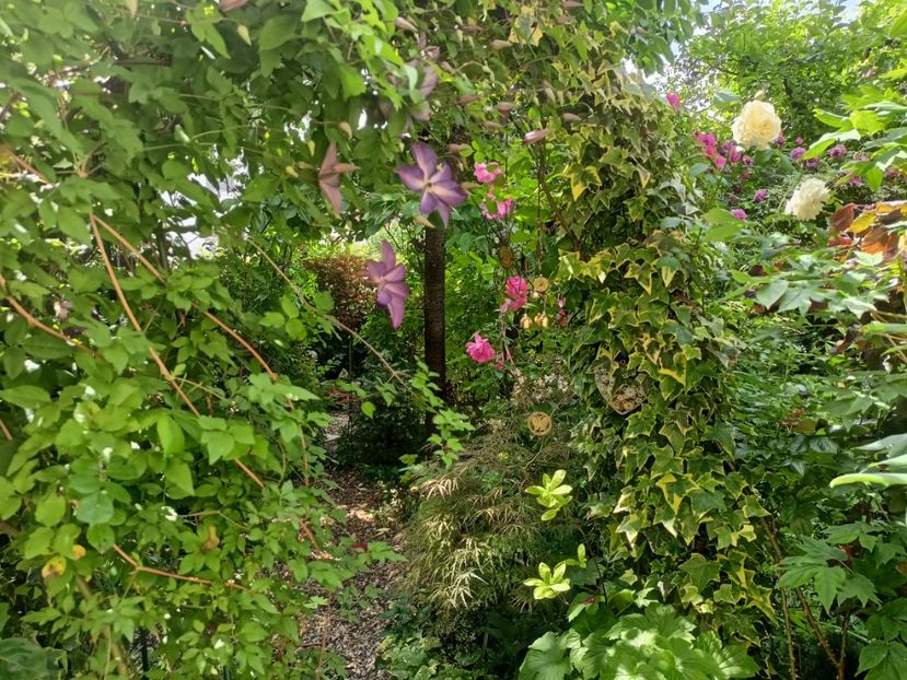  - Grădina 2024 continuare 2