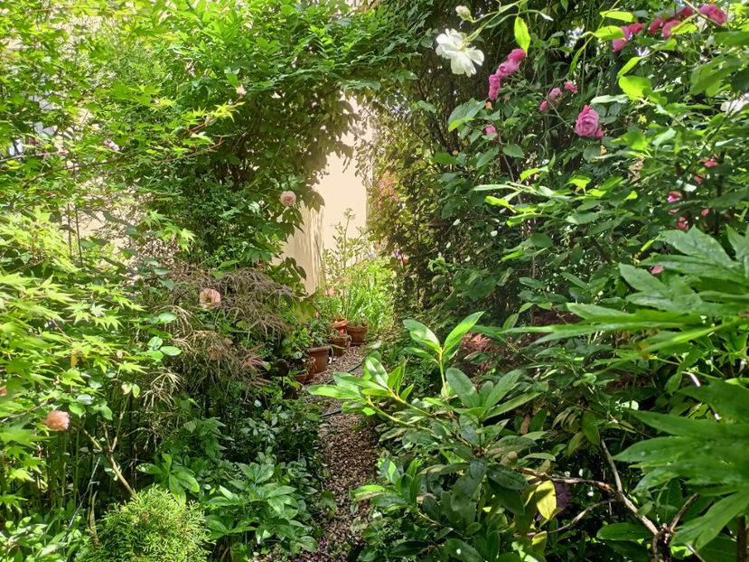  - Grădina 2024 continuare 2