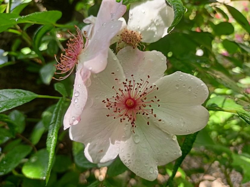  - Grădina 2024 continuare 2