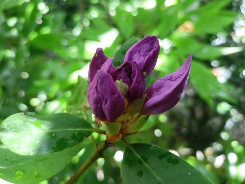  - Grădina 2024 continuare 2